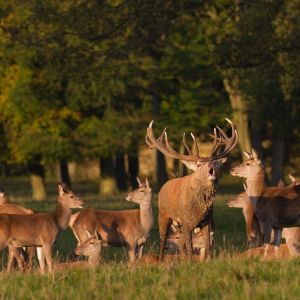 Deer HErd at Fountains Abbey