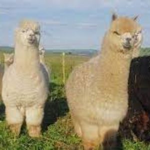 Three while and one brown woolly alpacas