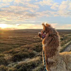 Llama looking out across the North York Moors