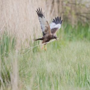 Marsh Harrier flying with a twig for nest building in its beak. Grass and reeds in the background.