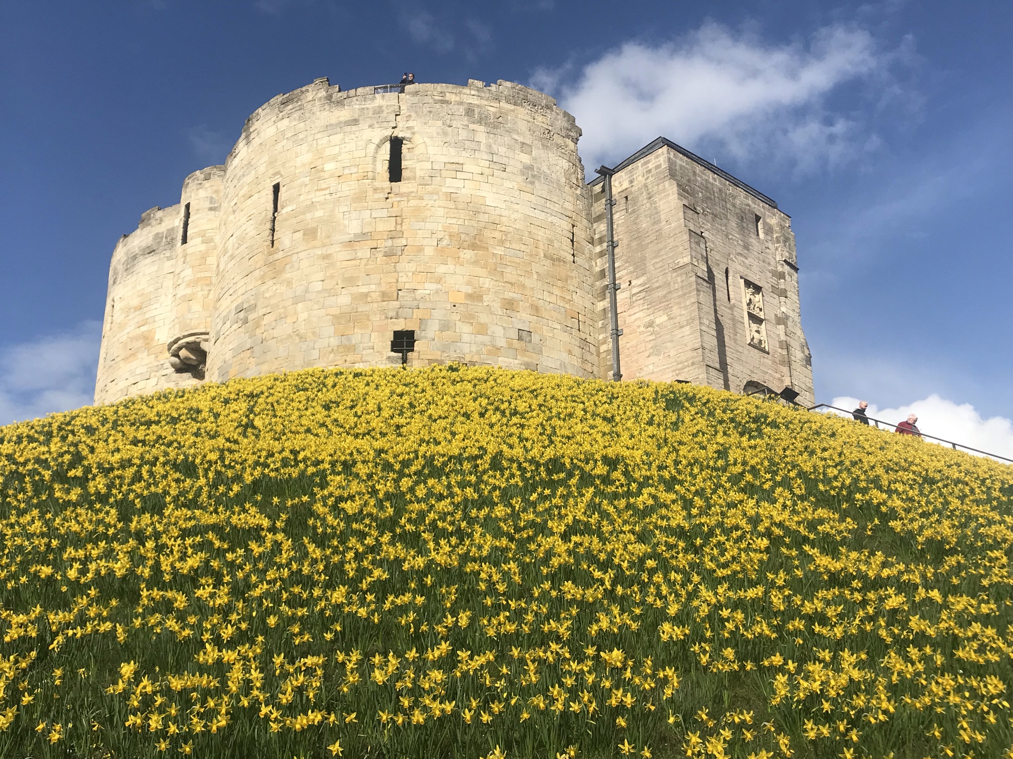 Daffodils on the banks of Clifford's Tower