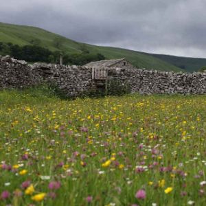 Muker wildflower meadows in the Yorkshire Dales