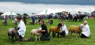 four handlers with sheep at Wensleydale country show