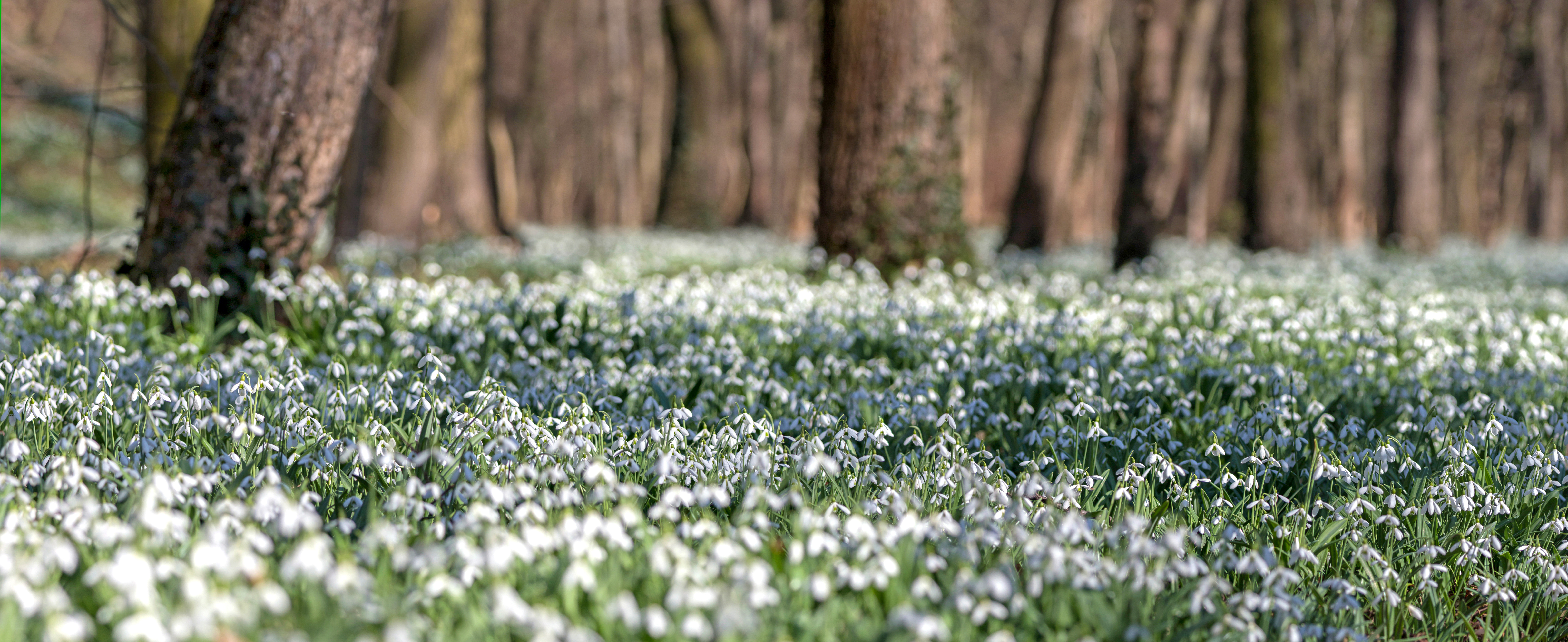 Swathes of snowdrops in a wodland setting.