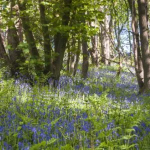 Blue bells in Hackfall Woods