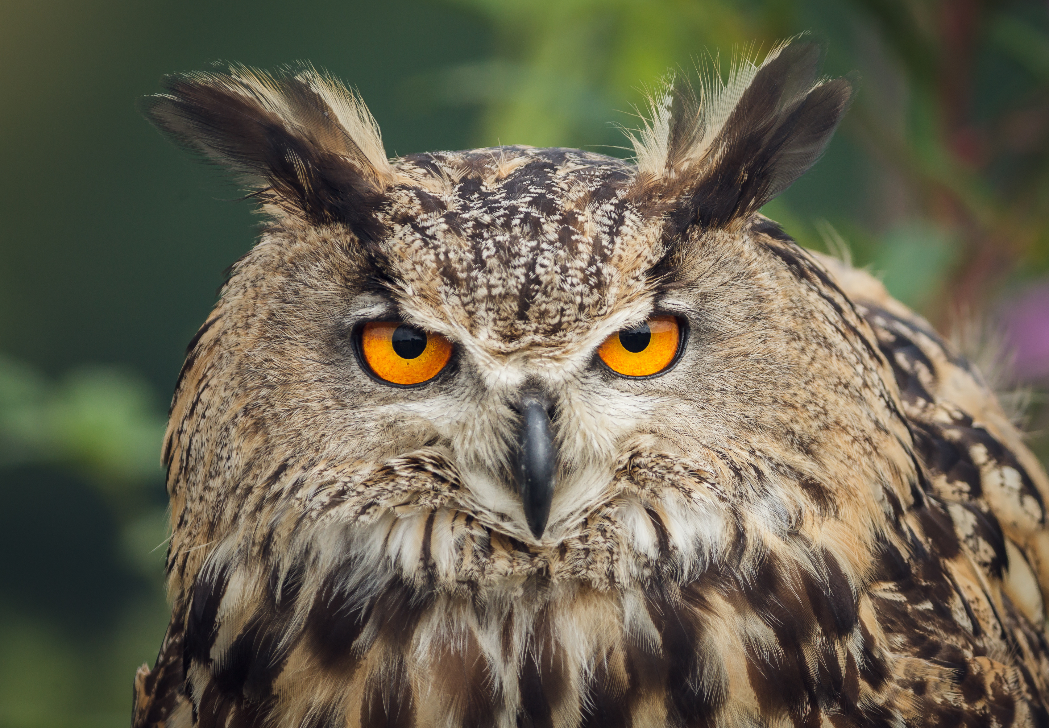 close up of an owls face with large orange eyes