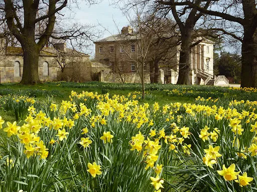 Daffodils in the parklands at Constable Burton, with the hall in the beckground