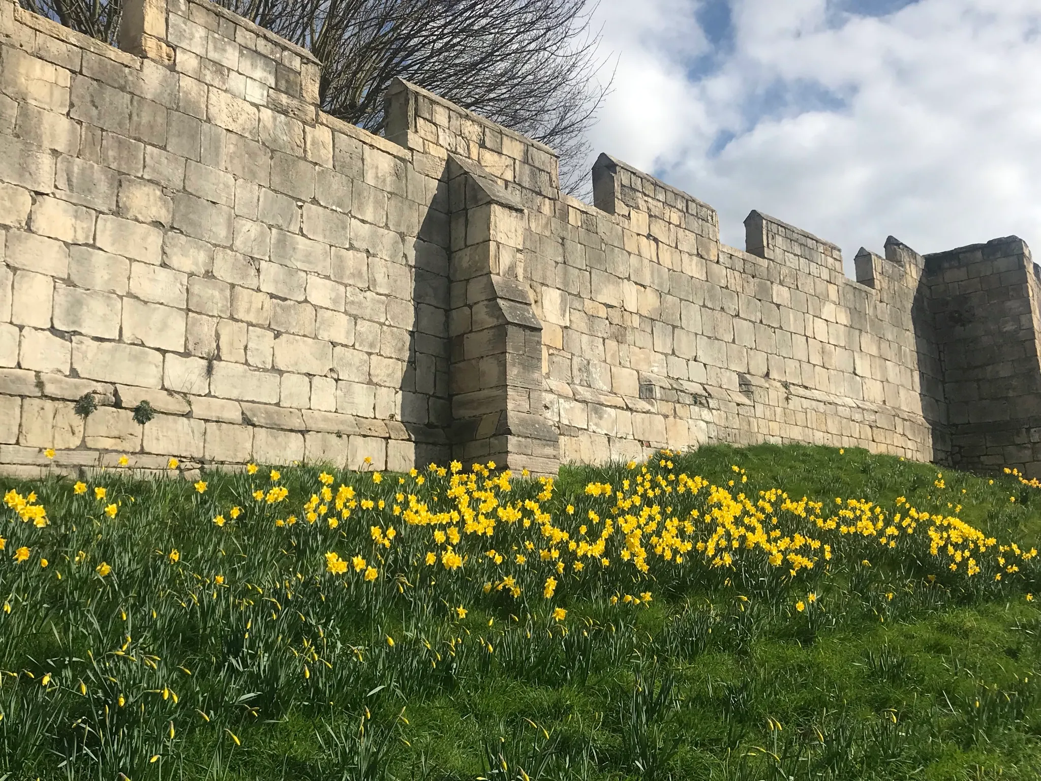 Daffodils on York Walls