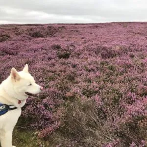 Heather moor land in yorkshire
