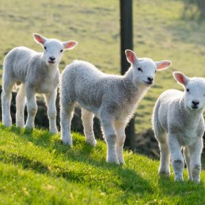 three lambs in a field 