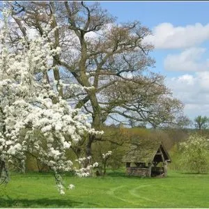 Tree with spring blossom