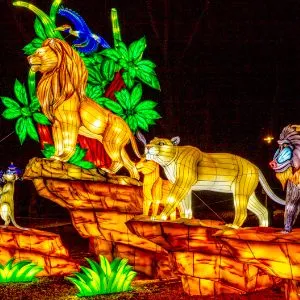Yorkshire Wildlife Park Winter illuminations