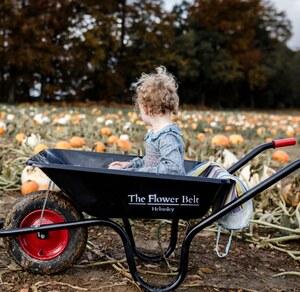 add an eventflower belt wheelbarrow with a child sitting in it and pumpkins in the background in the field