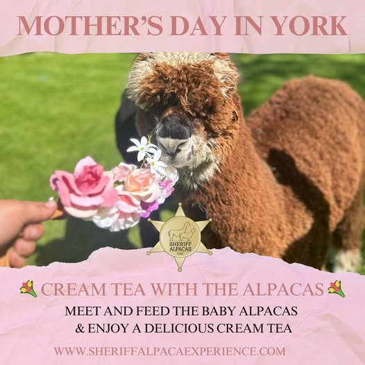 brown alpaca with a white nose sniffing a bouquet of flowers. 