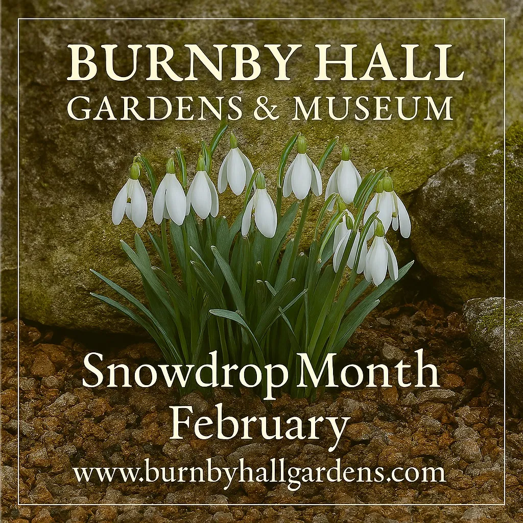 Snowdrops at Burnby Hall Gardens in East Yorkshire