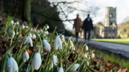 Snowdrops at Fountains Abbey in North Yorkshire