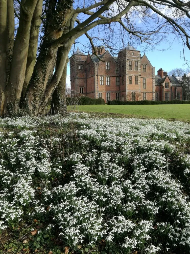 Kiplin Hall Snowdrops
