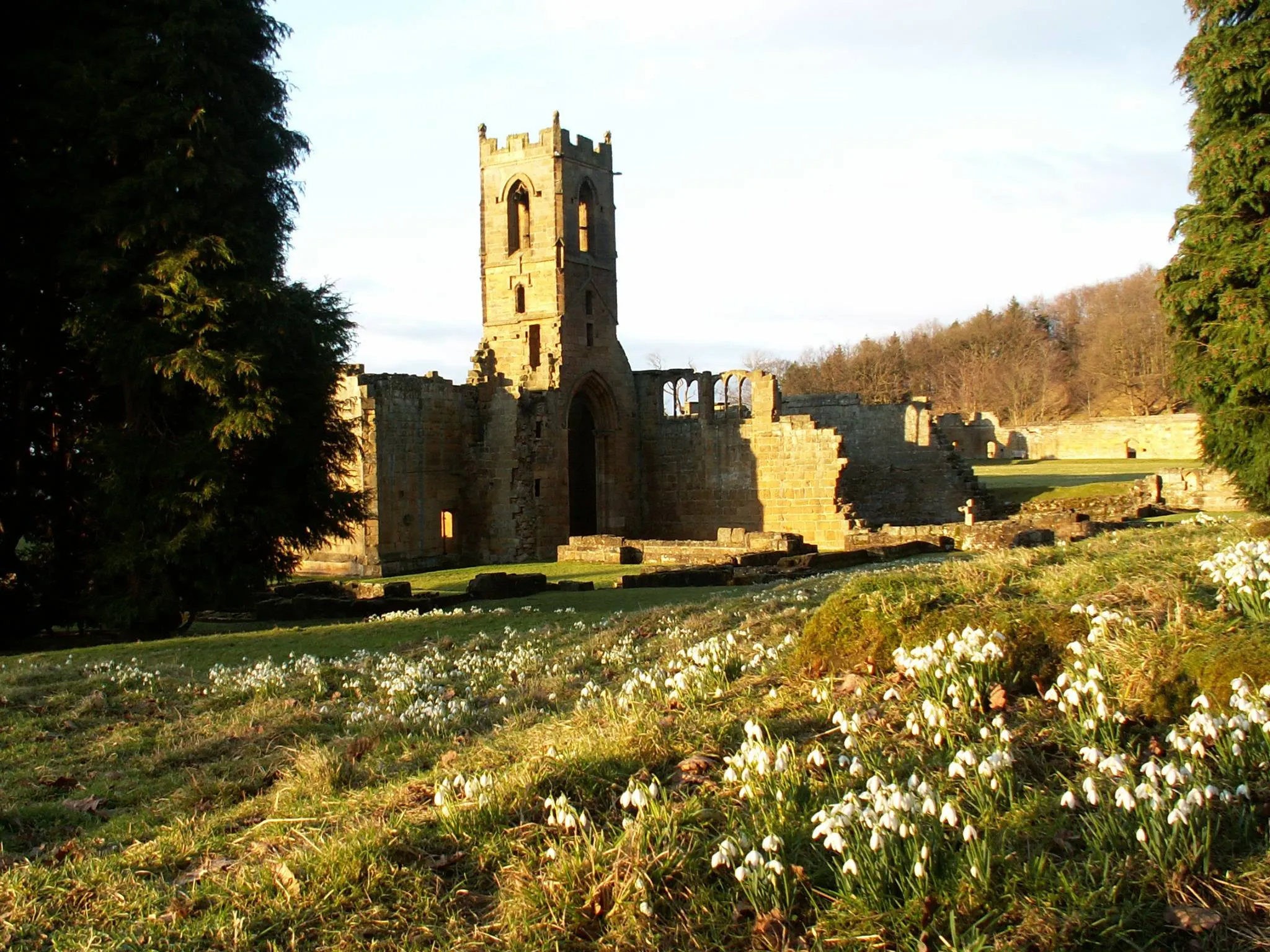 Snowdrops at Mount Grace Priory