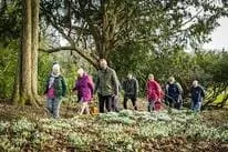 groups walking through wentworth woodhouse gardens, admiring the snowdrops