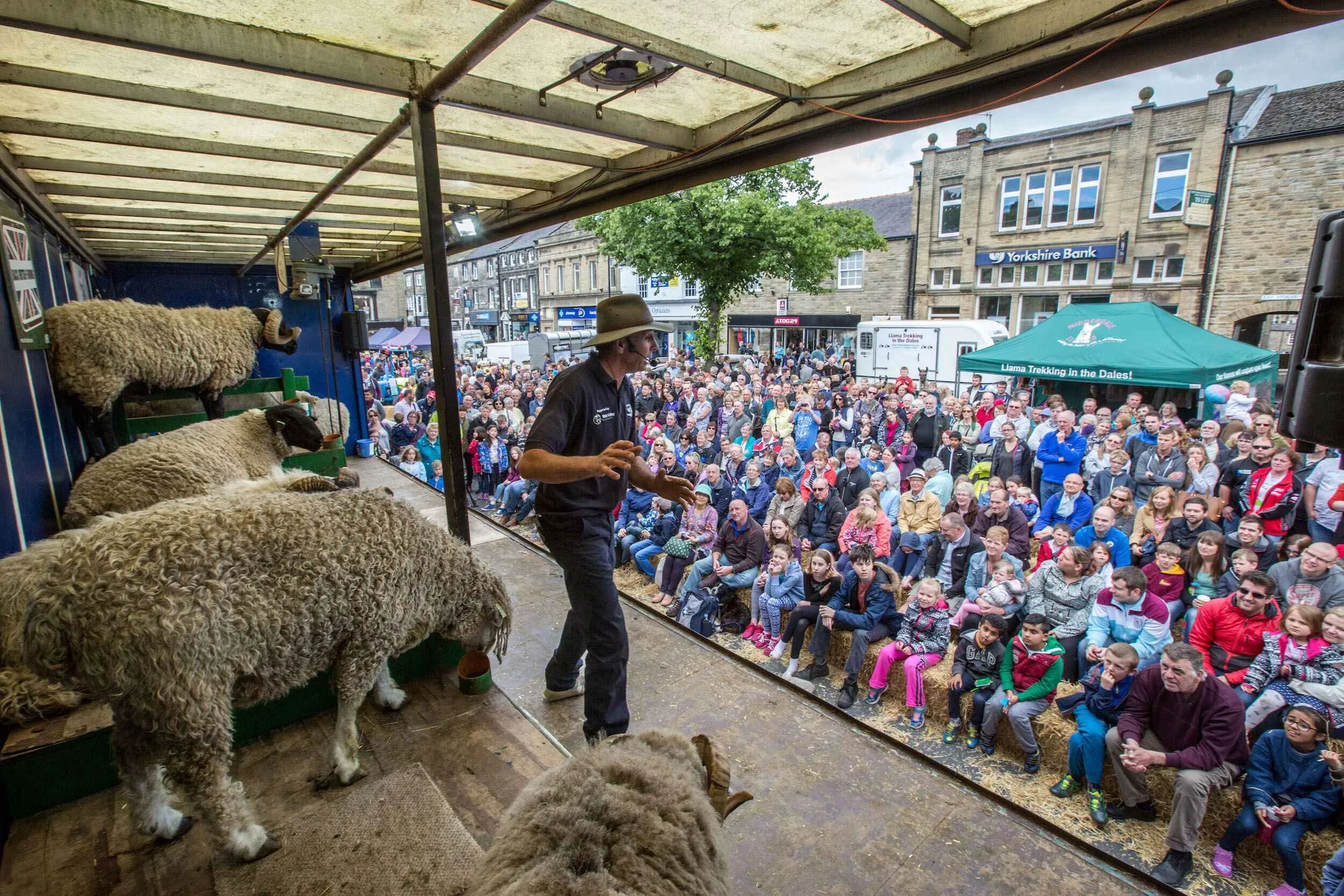 Sheep show with audience watching at Skipton Sheep Day