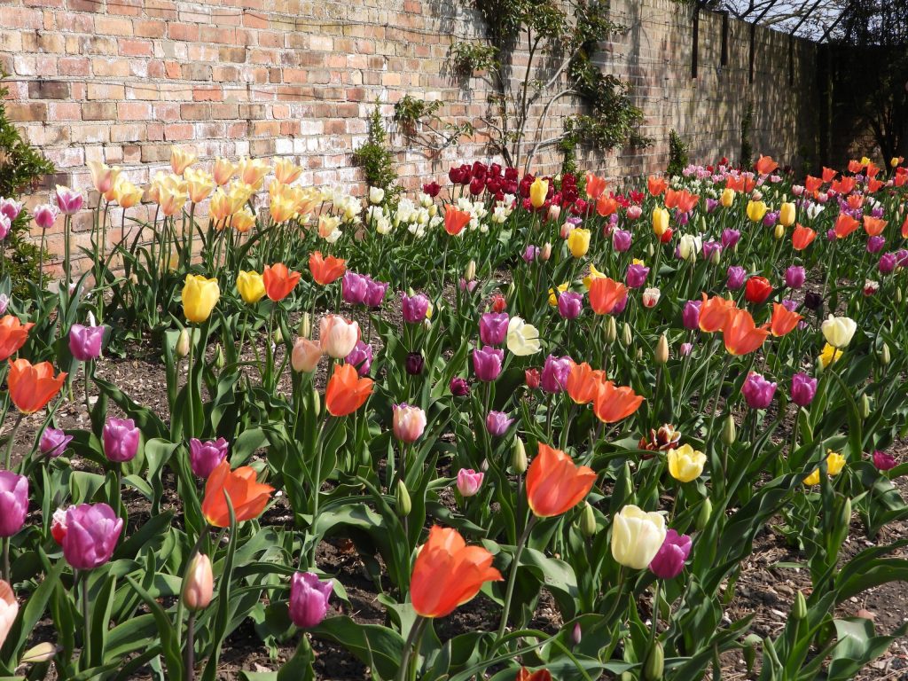 Tulips in flower at Burnby hall