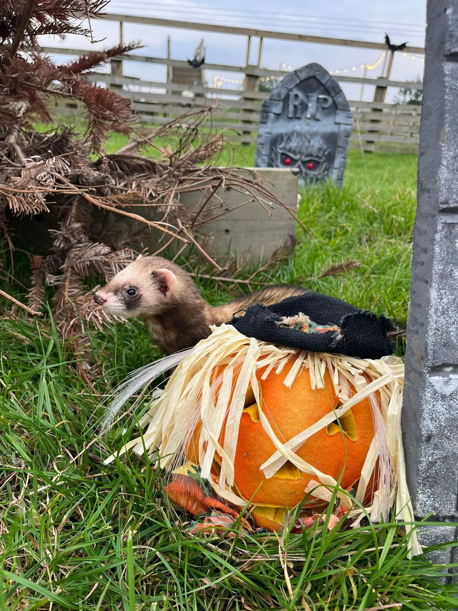 pumpkin in a field
