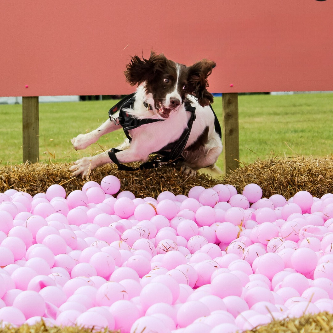 Spring spanie leaping over a pit full of balls