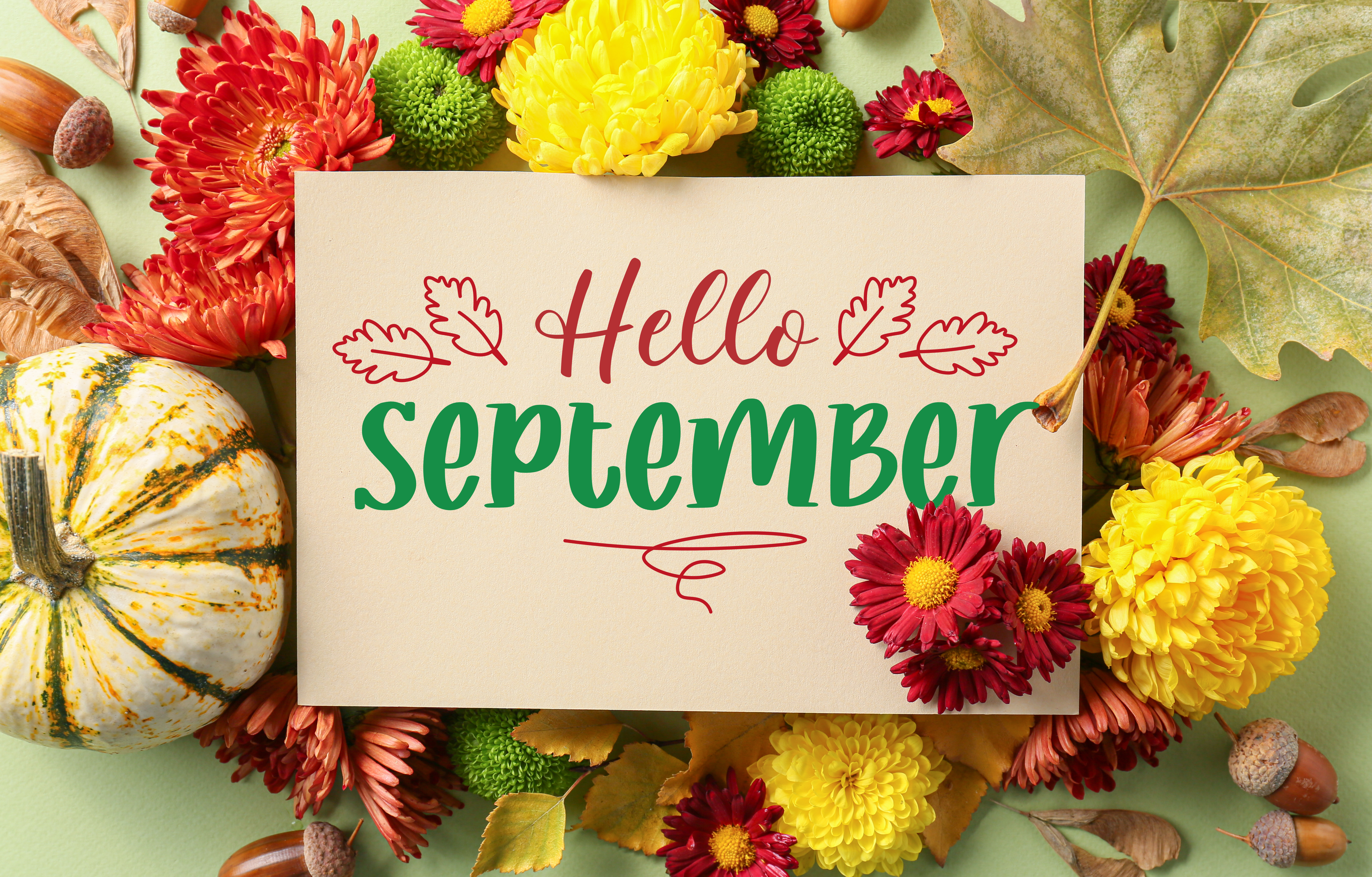 Hello September autumn flowers and leaves in the background